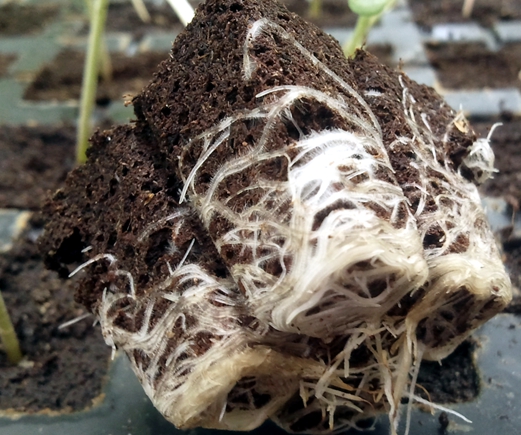Phosphoderma is made for compact flowers and healthy roots! Phosphoderma Roots